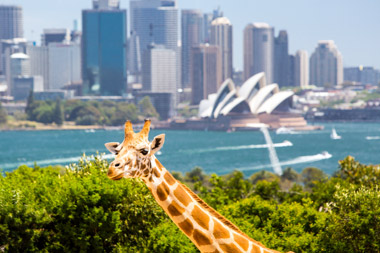 Zoo deals sydney