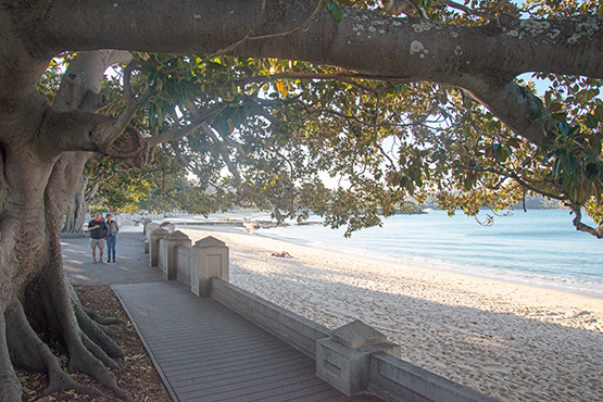Trees overhand Balmoral Beach, Sydney