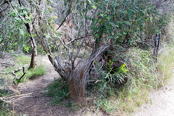 Start of Crater Cove Walking Track, Sydney