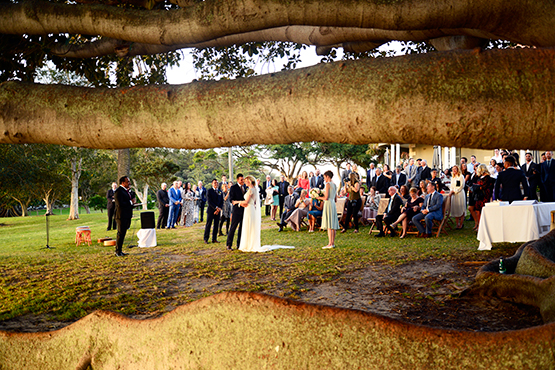 A wedding beneath the canopy of a giant Moreton Bay fig tree on the foreshores of Watsons Bay, Sydney 