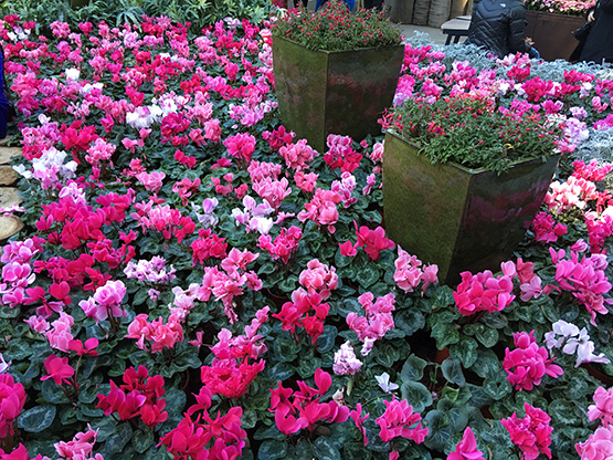 The Calyx at the Sydney Royal Botanic Gardens