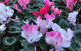 Plant with red variagated leaves in the Calyx, Sydney