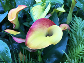 Lilies in the Calyx, Sydney
