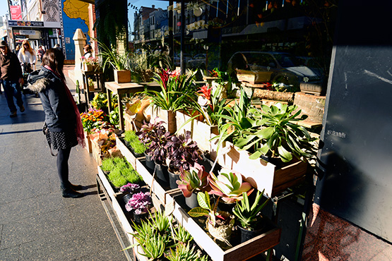 florist shops adopt an alternative look in King Street, Newtown
