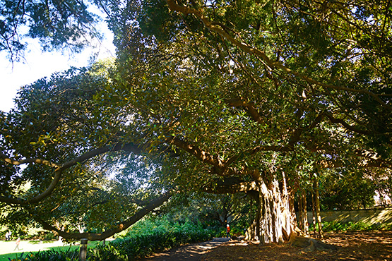 An old Morton Bay fig tree  in the Sydney Royal Botanic Gardens