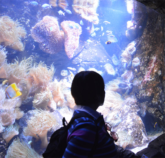 Sea Life Sydney Aquarium.