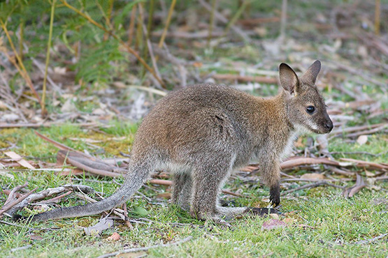 A Bennett's wallaby at Taronga Zoo, Sydney