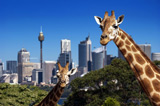 Taronga Zoo, Sydney