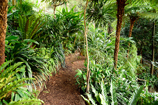 Lush green foliage almost covers the path in Wendy's Secret Garden in Lavender Bay, Sydney
