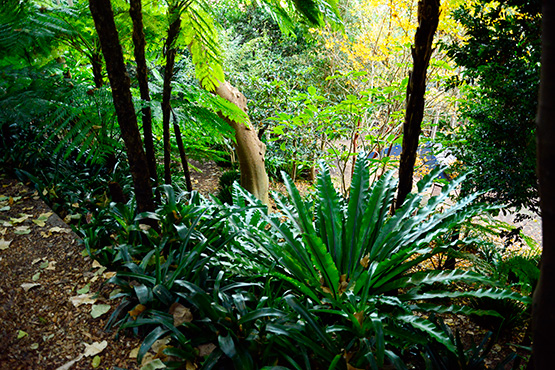 Large ferns in Wendy's Secret Garden in Lavender Bay, Sydney